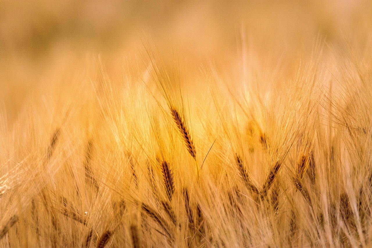 explore the costs associated with traditional farming methods, including labor, equipment, and maintenance expenses to better understand agricultural budgeting.